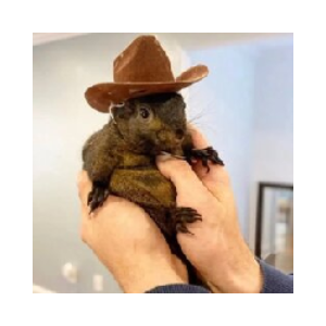 Peanut the Squirrel Logo